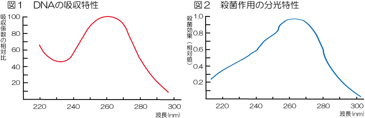 DNA 260nmの吸収係数