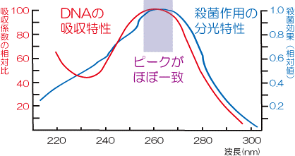 紫外線の殺菌効果　DNA(デオキシリボ核酸)の吸収係数